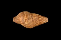 藏品(褐線峨螺)的圖片